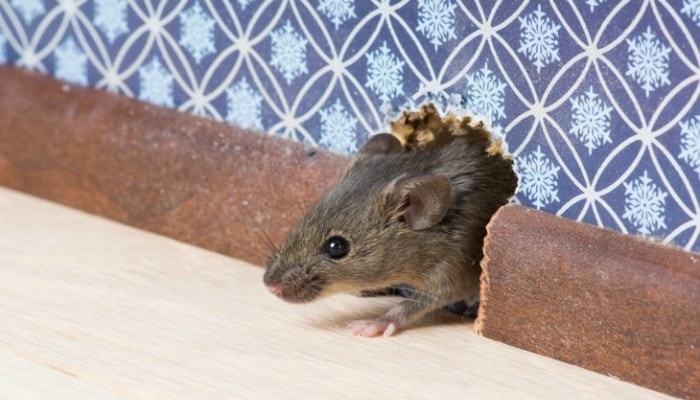 Ultrasonic Pest repeller