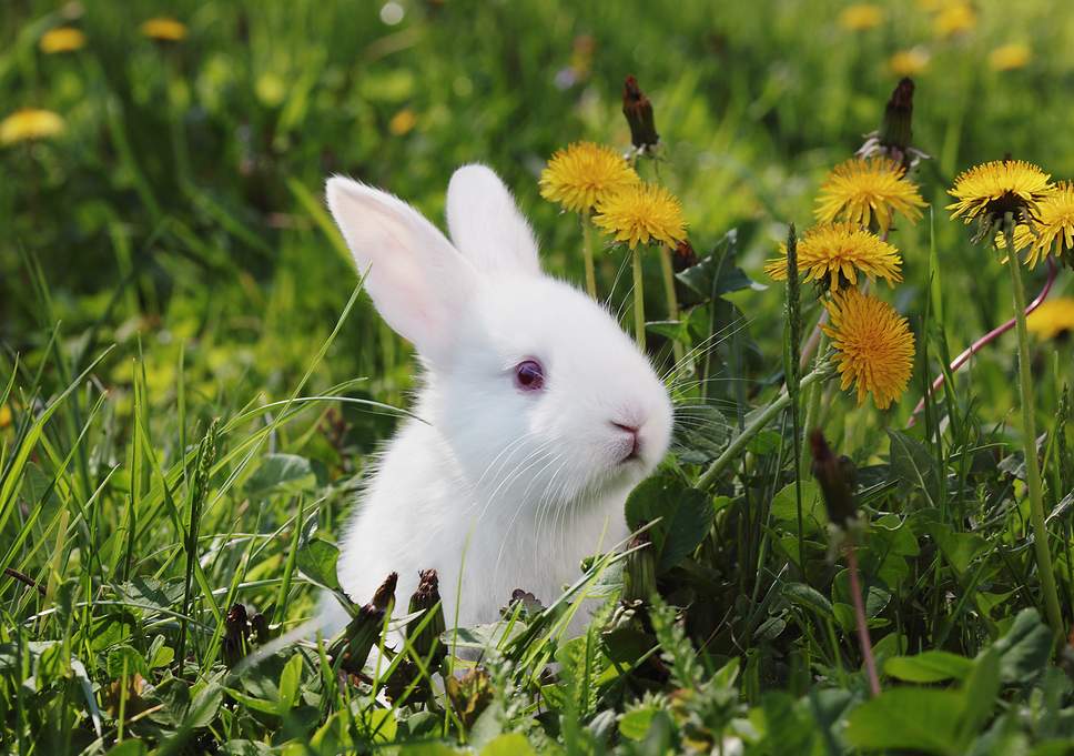 how to eliminate rabbits