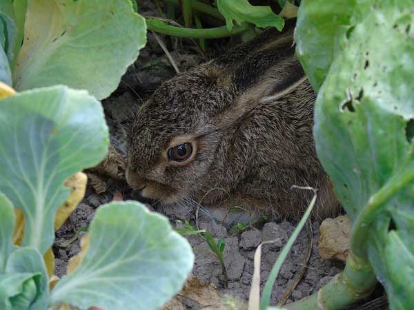 how to eliminate rabbits
