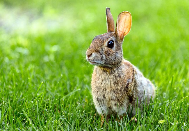 how to eliminate rabbits