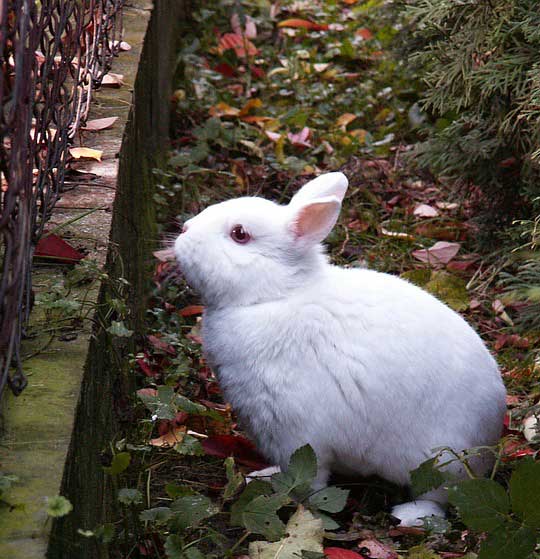 how to eliminate rabbits