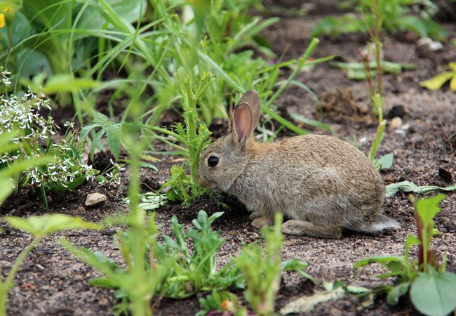 how to eliminate rabbits