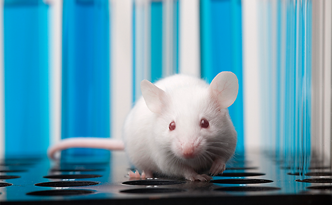Are Rodents Making You Allergic