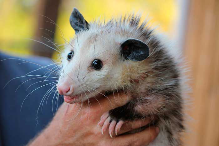 How to Eliminate a Possum