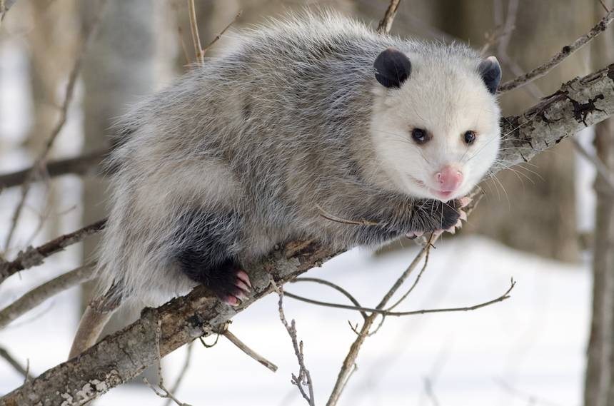 How to Eliminate a Possum