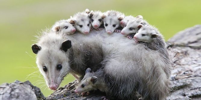 How to Eliminate a Possum