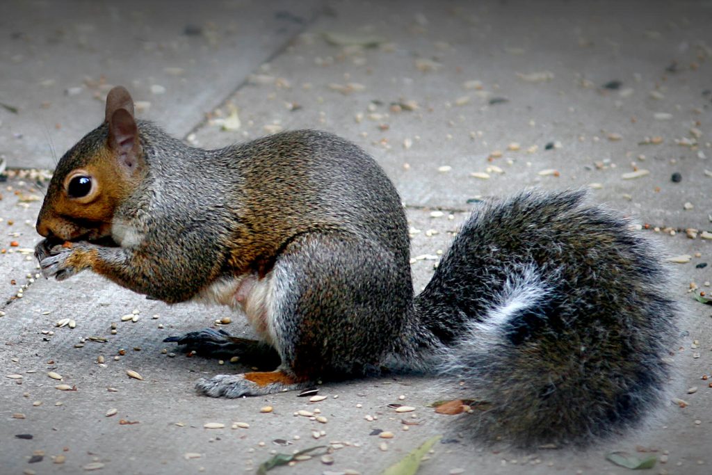 How to Remove Squirrels