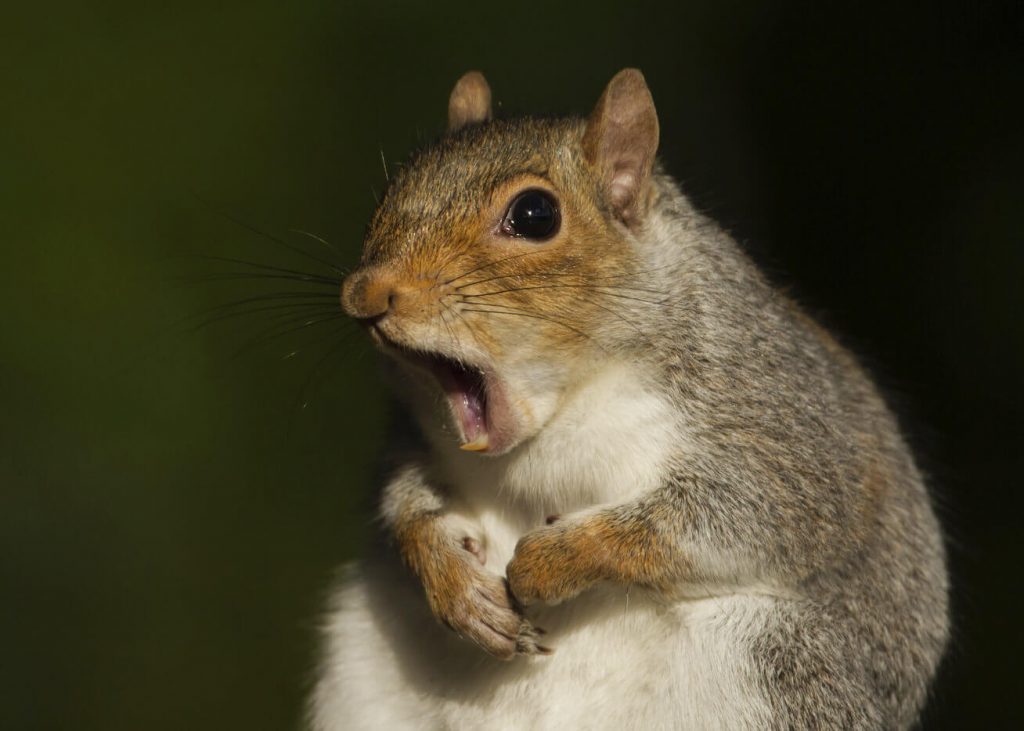 How to Remove Squirrels