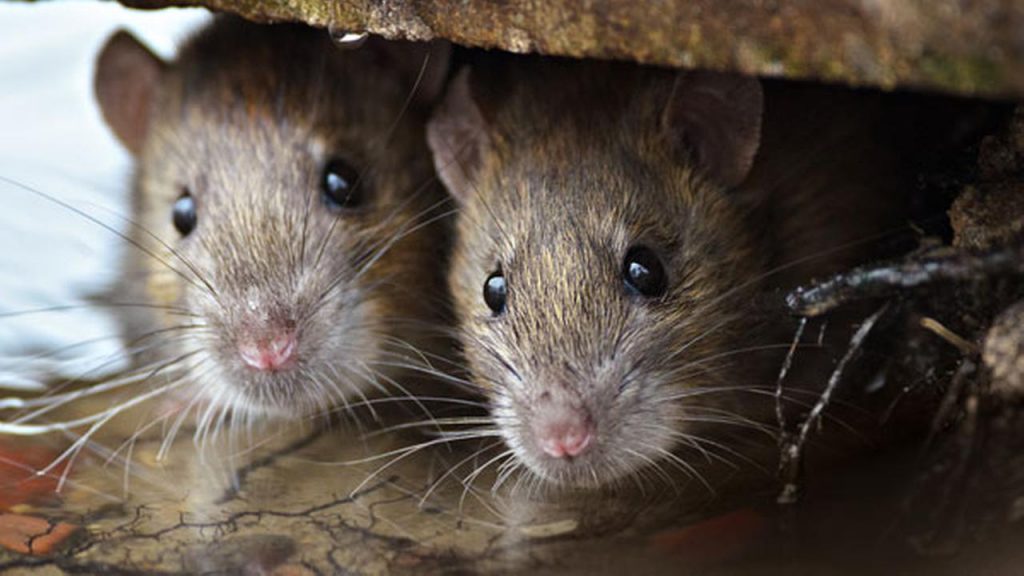 How to fight against rats