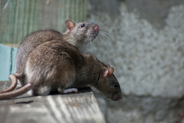 How to fight against rats