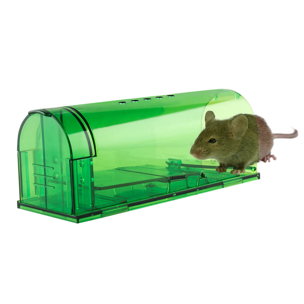 How to fight against rats