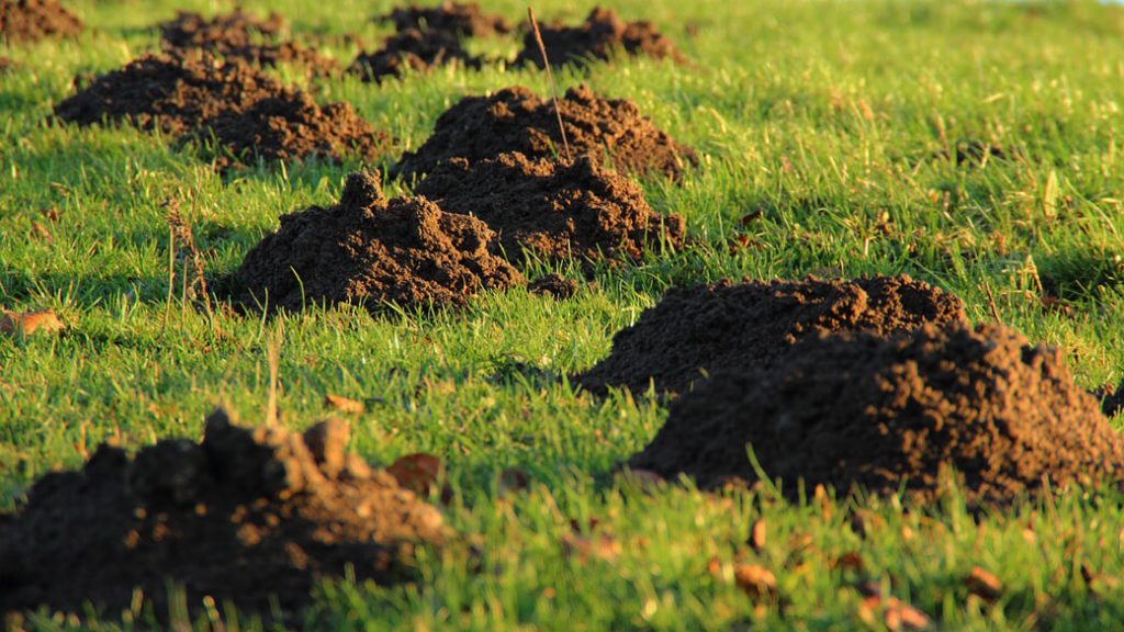 How to effectively combat moles