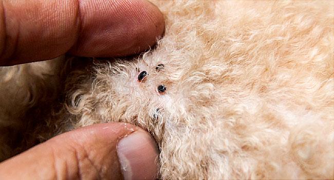 Fighting fleas