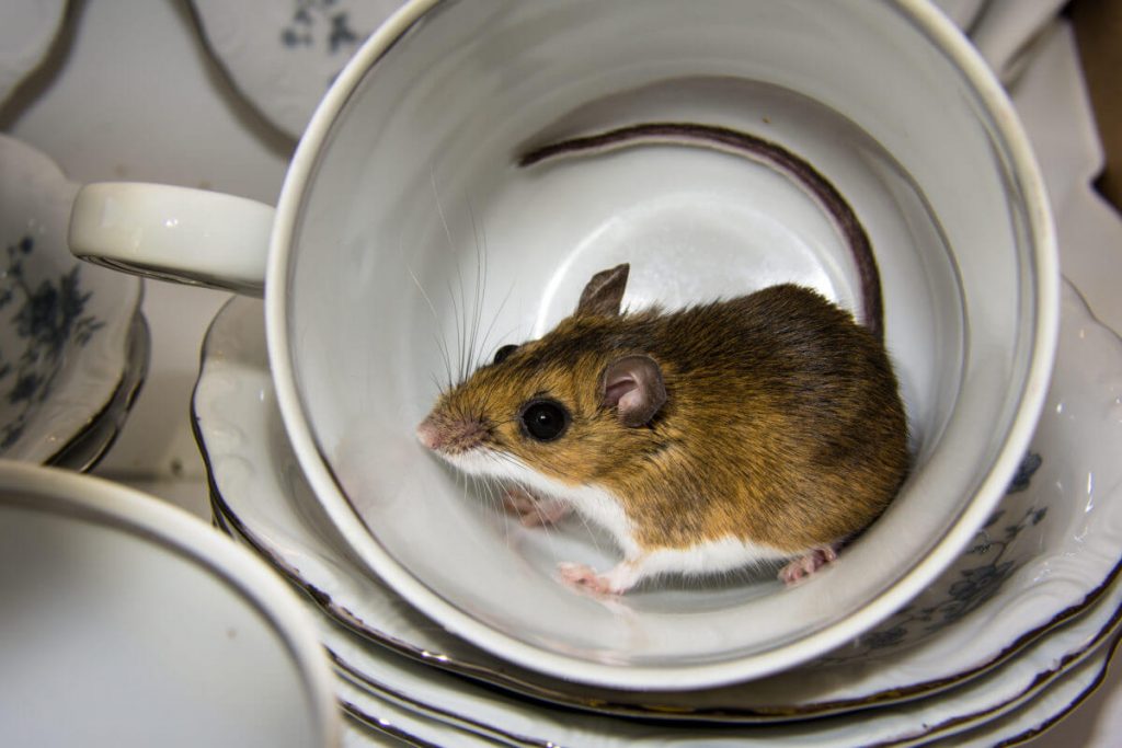 How to capture mice successfully