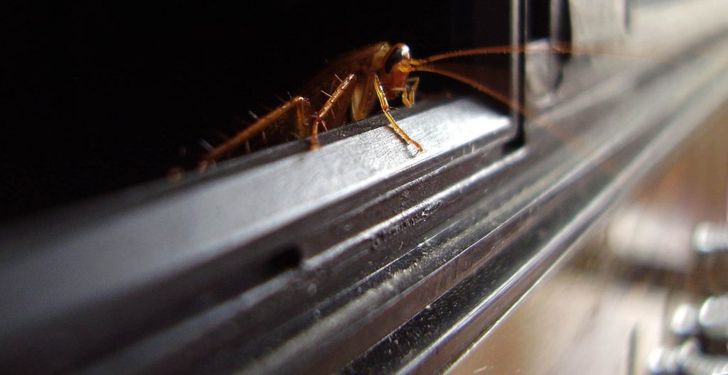 How to stop roaches