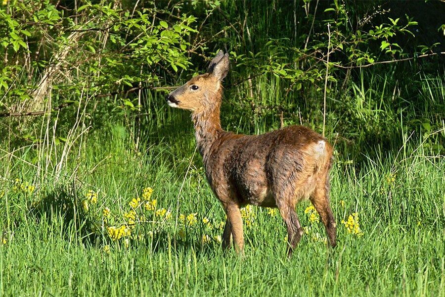 deer scare devices