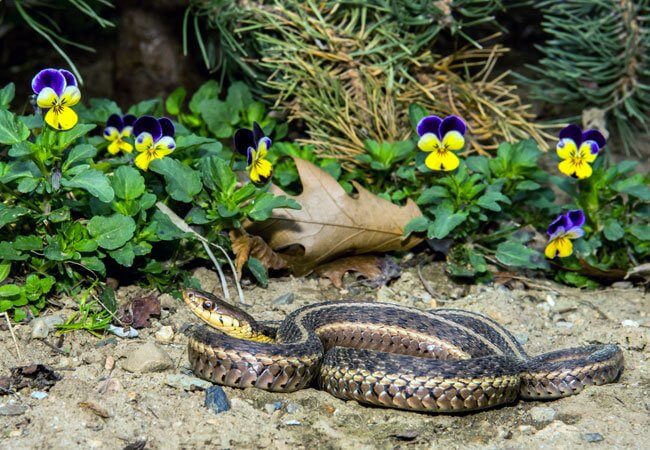 how to get rid of snakes