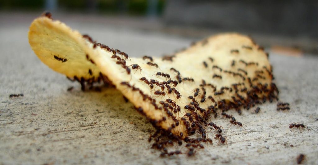 How to get rid of ants