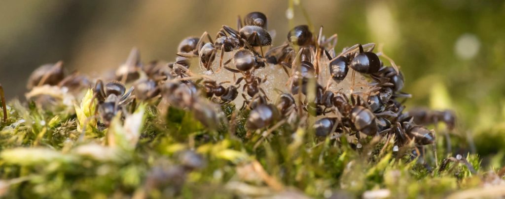 How to get rid of ants