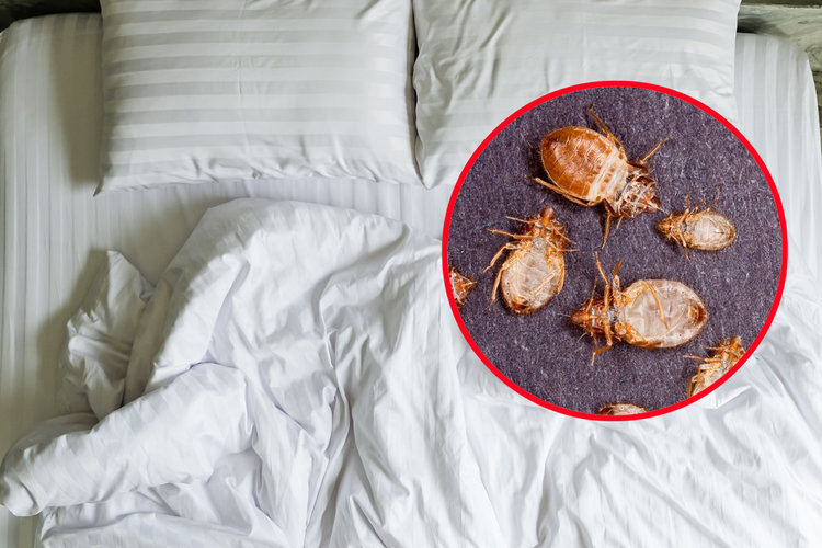 bed bugs
