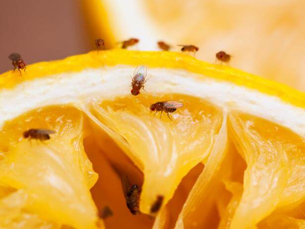 fighting fruit flies