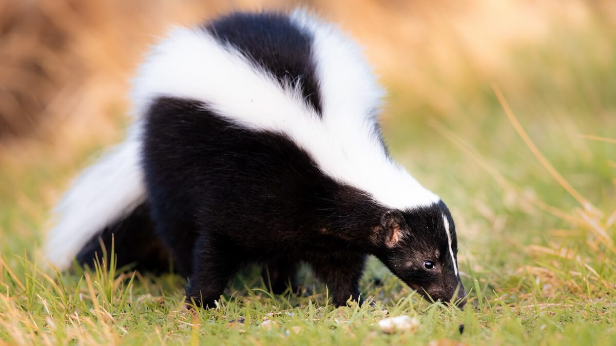 the skunk and the badger the skunk and the badger
