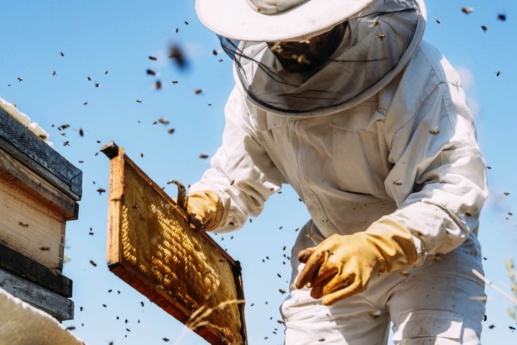 how to get rid of bees