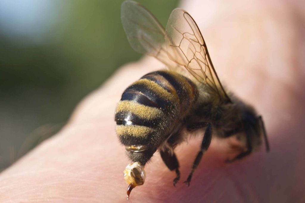 how to get rid of bees