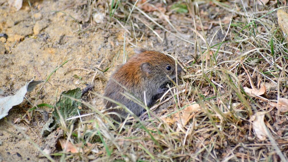 get rid of voles