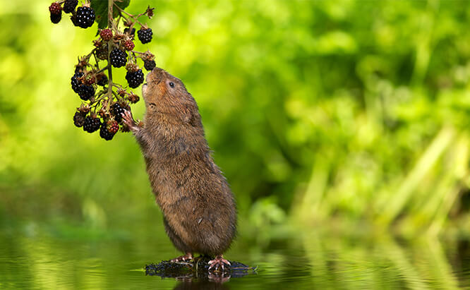 how to get rid of voles