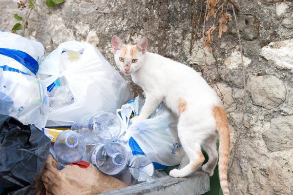 how to repel cats