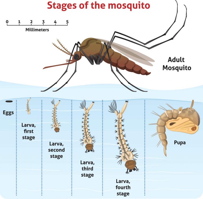 How to Kill Mosquito Larvae ( 2020 Useful method)XPest