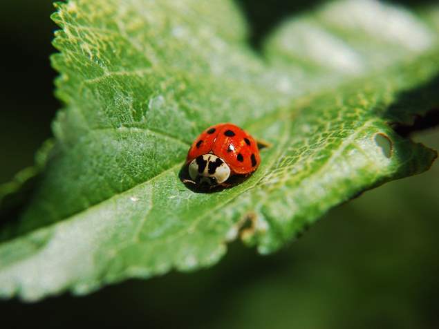 How to Get Rid of Ladybugs - x-pest