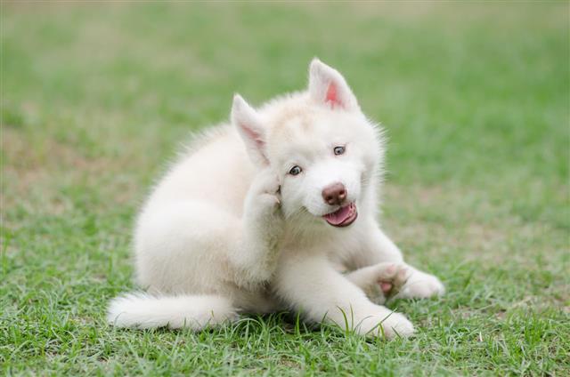 how to get rid of mites