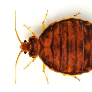 how to get rid of mites