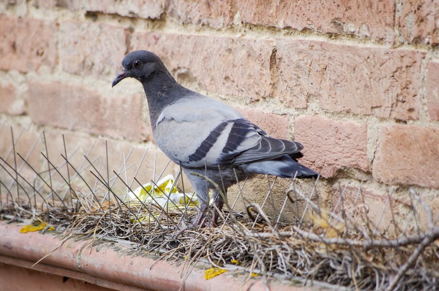 How to get rid of pigeons xpest