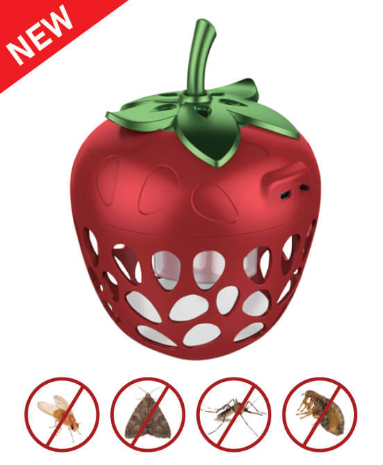 fruit fly trap