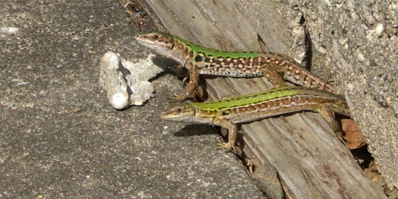 How To Get Rid Of Lizards X Pest