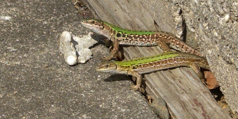 How To Get Rid Of Lizards X Pest