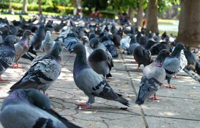 Does Moth Balls Get Rid Of Pigeons