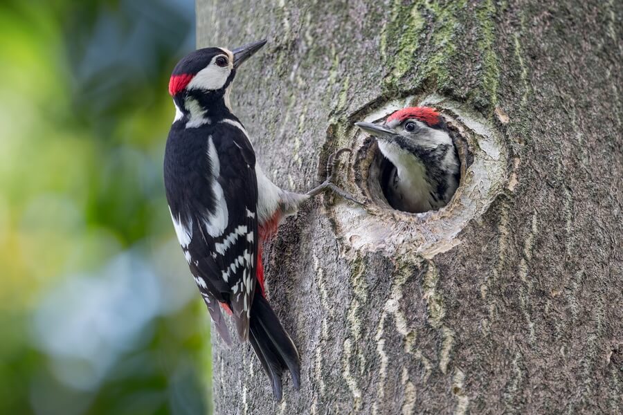 How To Get Rid Of Woodpeckers X Pest