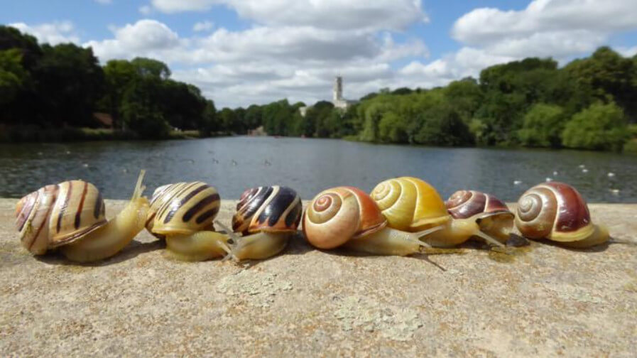 How To Get Rid Of Snails X Pest