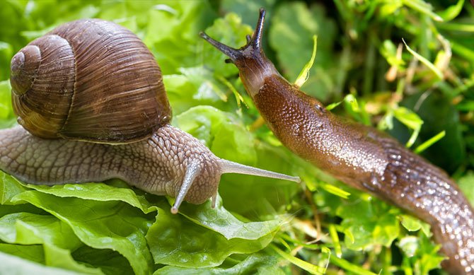 How To Get Rid Of Snails X Pest