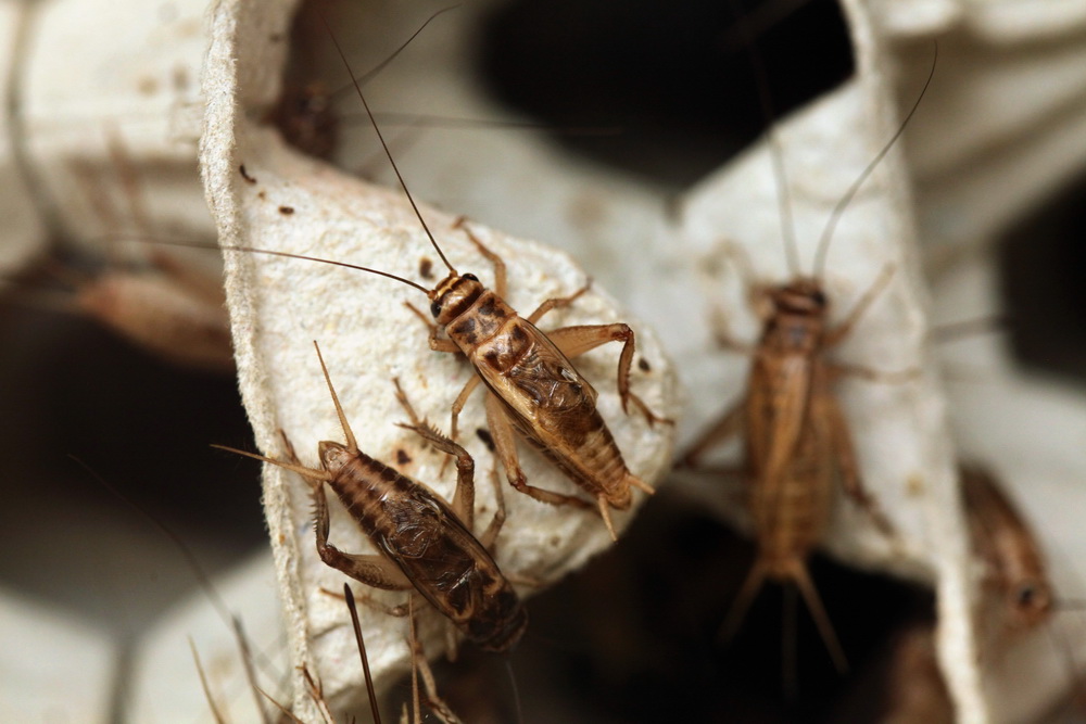 How To Get Rid Of Crickets X Pest, Get Rid Of Crickets In My Basement