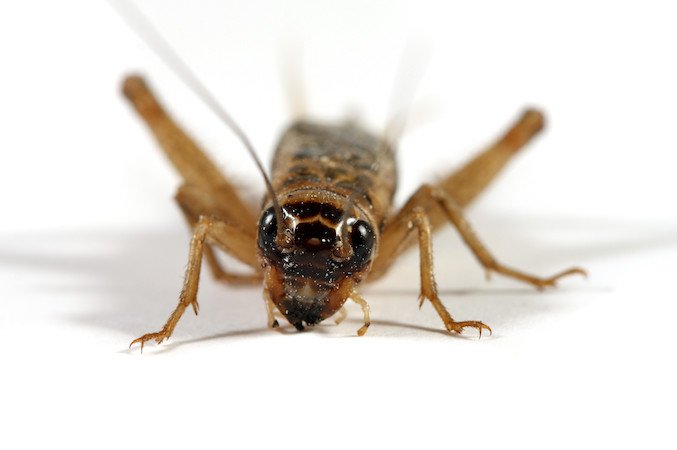 How to Remove Crickets - x-pest