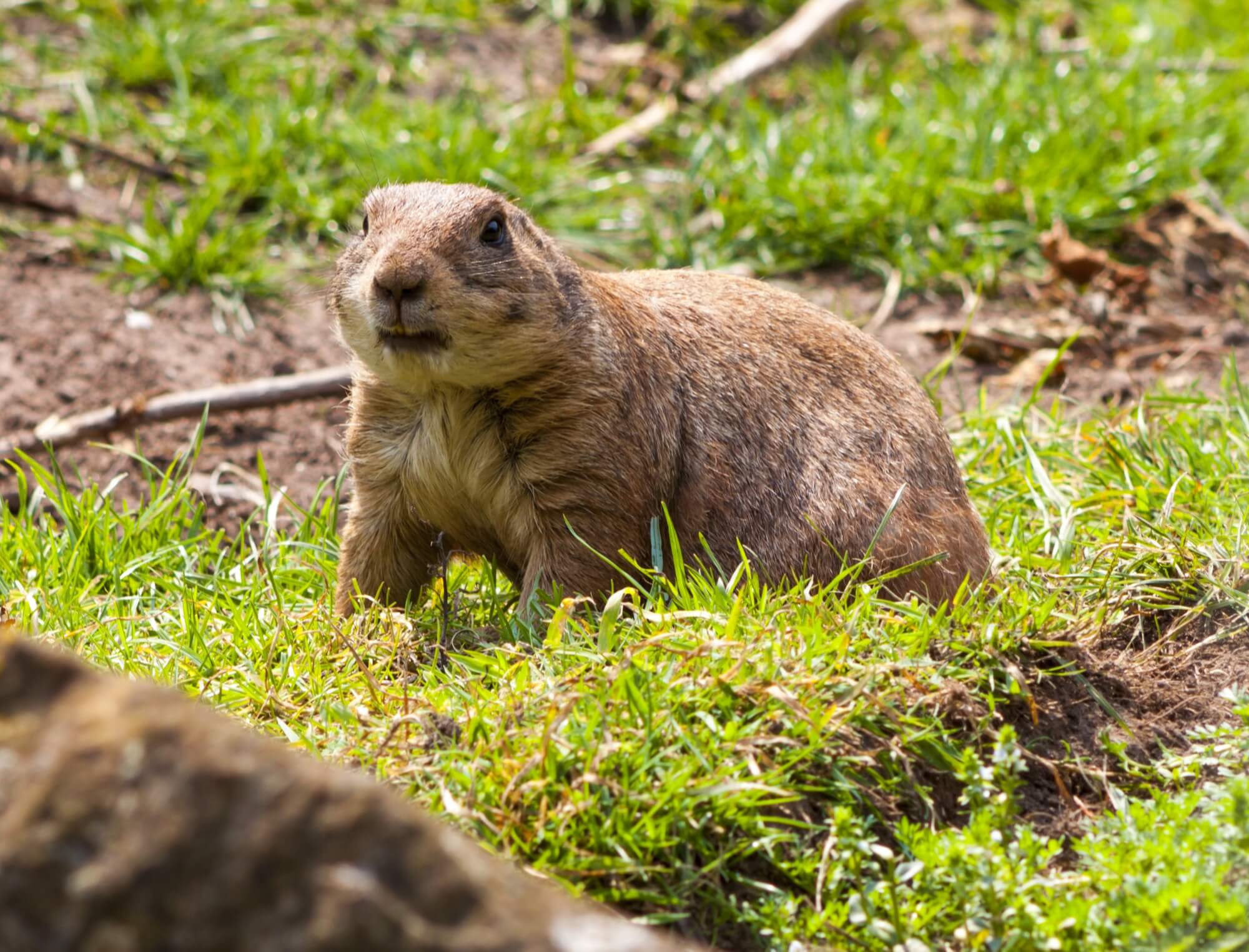 How to Get Rid of Gophers - x-pest