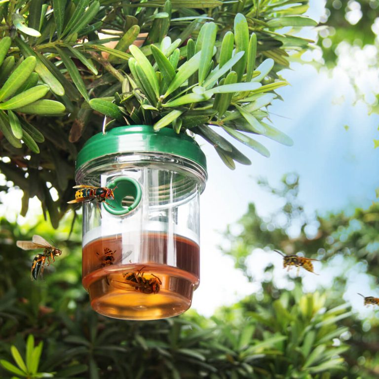 How to Get Rid of Mud Daubers （The Most Useful Method）XPest