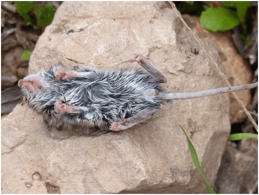 how to get rid of dead mouse smell