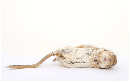 how to get rid of dead mouse smell