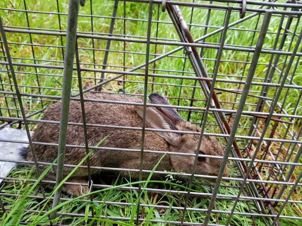 How To Get Rid of Rabbits? xpest